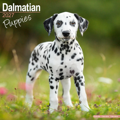 Dalmatian puppies 2027 - dalmatian,