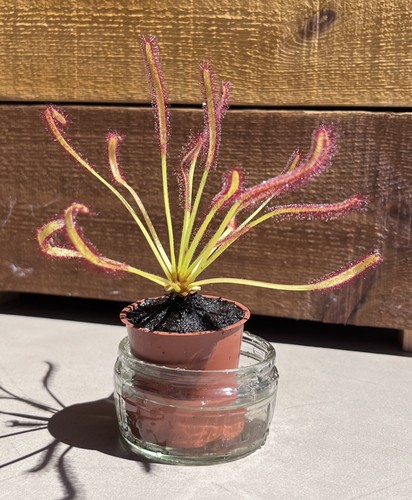 Live drosera capensis - live, sundew