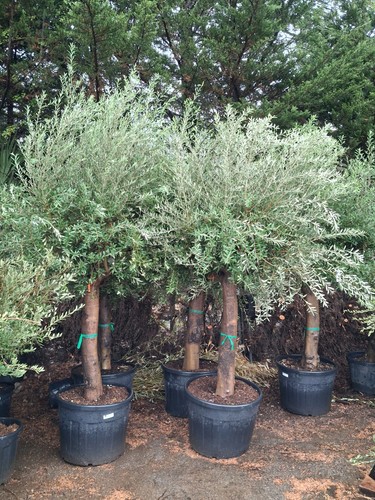 Olive tree standard lollipop - olive,
