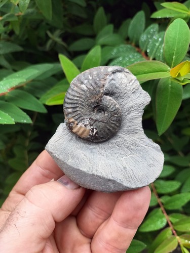 Pseudolioceras lythense - pseudolioceras,