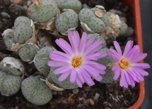 Conophytum fraternum orbicum - fraternum, 'orbicum'