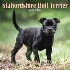 Staffordshire Bull Terrier Puppies Mini Calendar 2026 - Dogs - Month To View