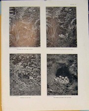 Original Old Antique Print