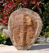 Cambropallas Trilobite Fossil