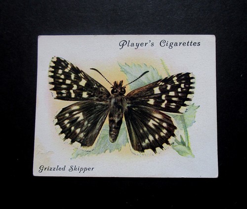 Player scarce large size - player,