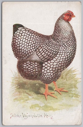 Poultry silver wyandotte hen - silver,