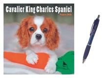 Cavalier King Charles Spaniel