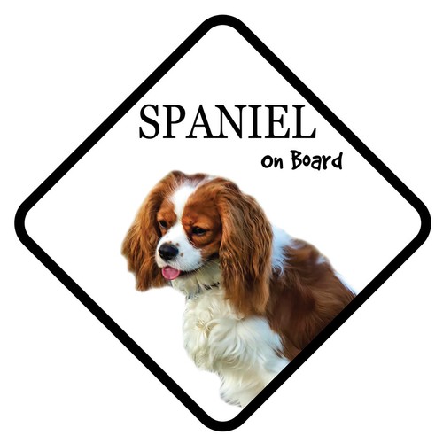 King charles spaniel board - spaniel,