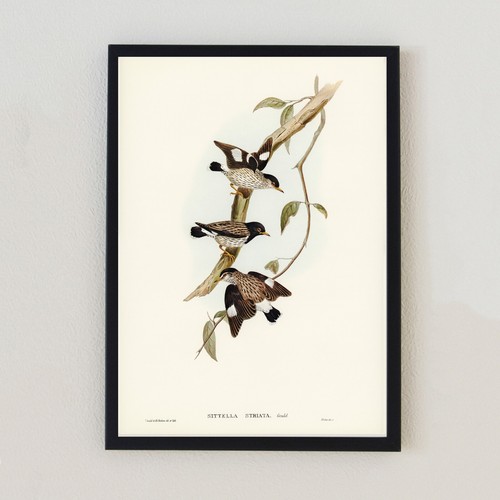 Vintage birds illustration - birds,