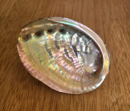 Large abalone shell - large,