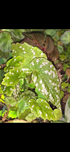 Begonia lukuana pavonina - begonia,