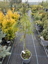 Cryptomeria japonica 🌲