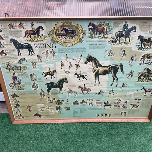 The godolphin barb equestrian - barb,