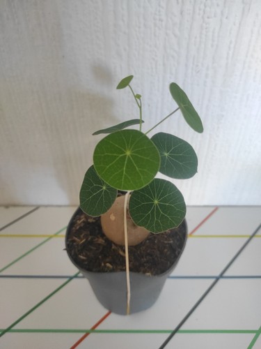 Mature stephania erecta - mature, rare