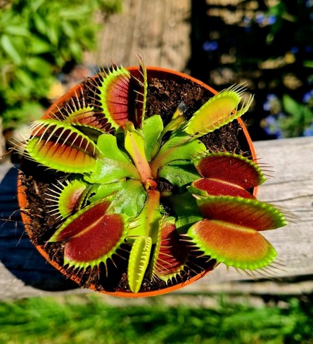 Dionaea muscipula the venus - |,