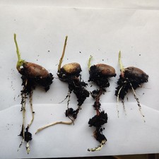 4x Germinated Sprouted Oak
