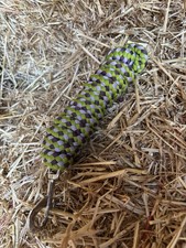 Luxe Lead Rope Horse Lead Rope