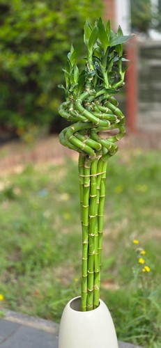 Lucky bamboo 80cm - 7stalks, live