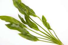 Amazon Sword - 10 Loose -