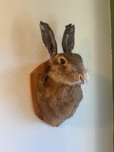Taxidermy hares mask - hares, mask.