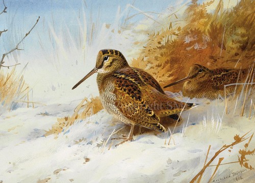 Woodcock christmas cards - christmas,