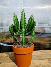 Euphorbia Lactea | LARGE