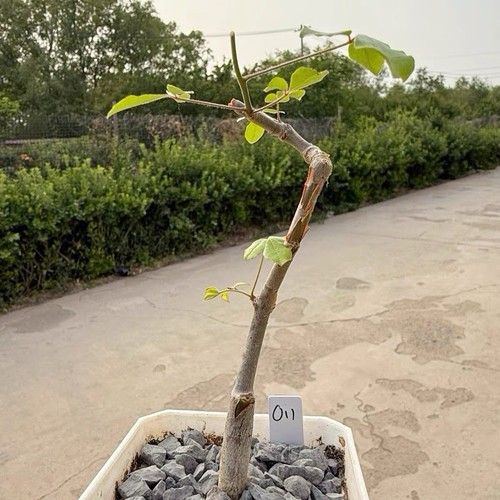 Commiphora orbicularis rare - orbicularis,