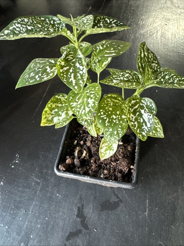 Polka dot plant white 7cm - polka, pot