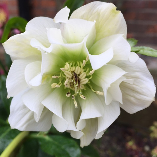 Helleborus hellebore - helleborus,