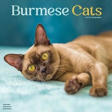 Burmese Cats Calendar 2026 - Animal - Month To View
