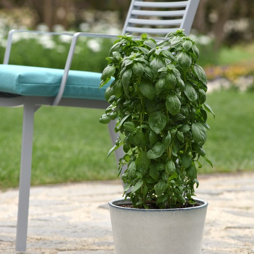 Sweet basil everleaf - sweet,