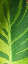 Rare Canna Wolfsong  Rooted