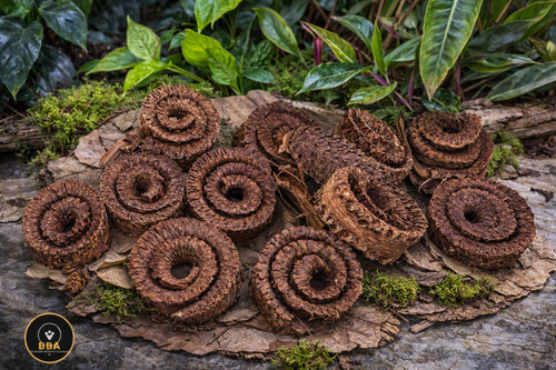 Palm spirals terrarium - palm,