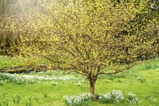 Hazel Tree (corylus avellana)
