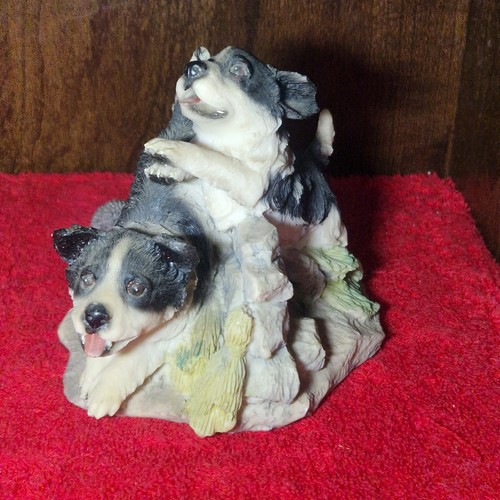 Unmarked border collie dog - unmarked,
