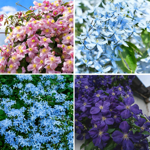 Climbing clematis seeds 50pcs - climbing,