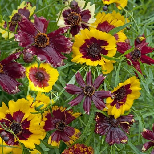 Coreopsis hybrida - coreopsis,
