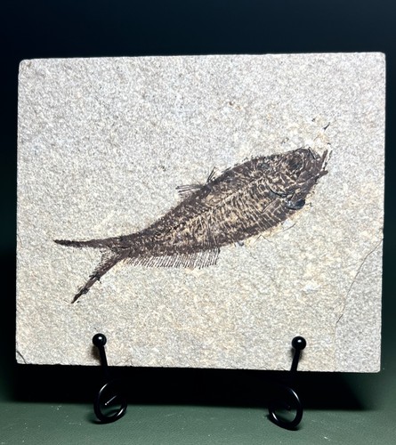 Diplomystus species fossil - diplomystus,
