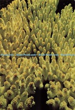 D270368 Australia Acropora sp British Museum Natural History