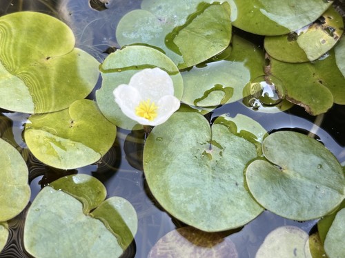 Frogbit hydrocharis - 10,
