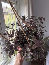 Tradescantia Hanging