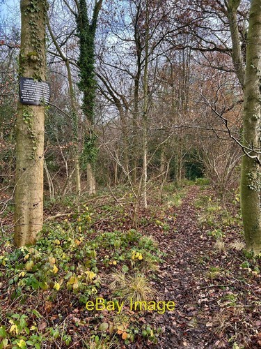 Photo 6x4 dumble wood - photo,