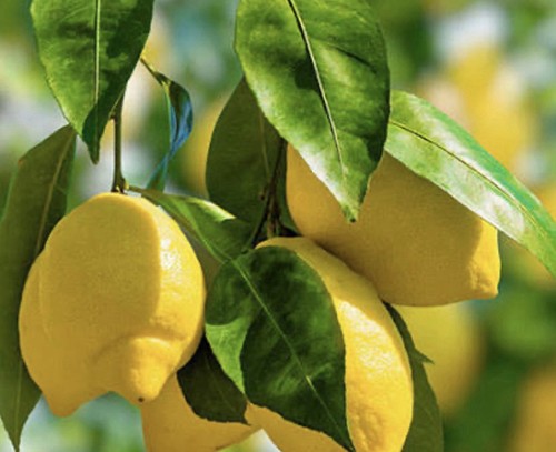 Citrus lemon citron - lemon, 'citron'