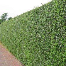 Green privet hedging - green,