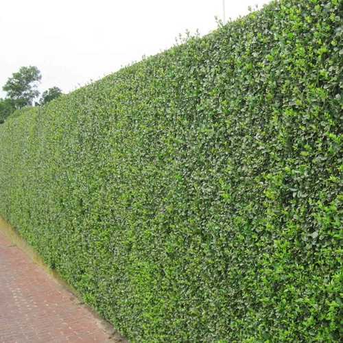 Green privet hedging plants - green,