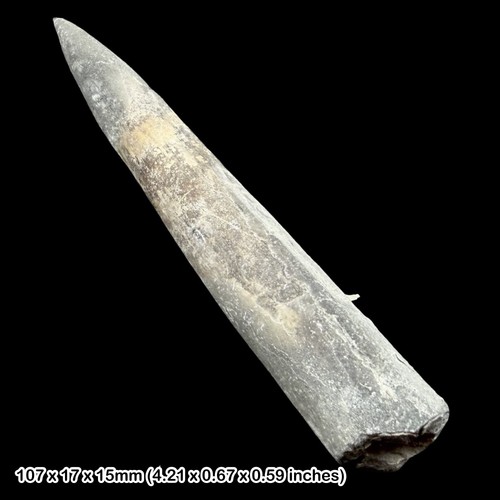 Belemnite fossil jurassic - belemnite,
