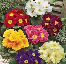 150 x Primula Giant Veris