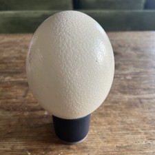 Real Ostrich Egg  6.5" Tall