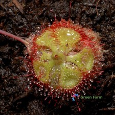 100 Seeds Drosera Burmanni Carnivorous Compact Plant Tropical Sundew Home Garden