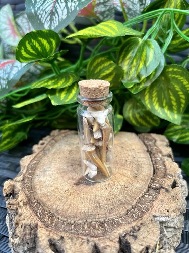 Fossil sharks teeth mini - fossil,